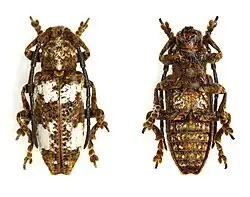 Apomecyna latefasciata