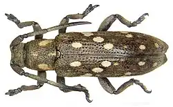Apomecyna papuana