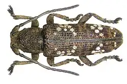 Apomecyna cretacea