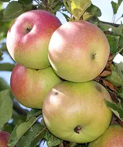 Manzana 'McIntosh' en el árbol.
