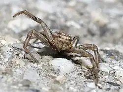 Xysticus cristatus, Galicia