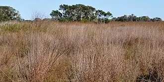 Refugio Nacional de Vida Silvestre de Aransas, condado de Aransas, Texas, EE. UU. (27 de noviembre de 2011).