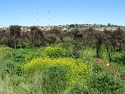 Arbustos pica-pica quemados.