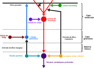 Cartoon representation of the neural connections that exist between the different types of neurons in the cerebella cortex. Including Purkinje cells, granule cells and interneurons.
