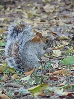 Ardilla del Bosque de Chapultepec