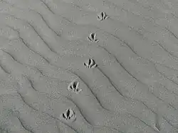 Arena con huellas de pilpilén, en la playa Cucao Norte. Isla Grande de Chiloé.