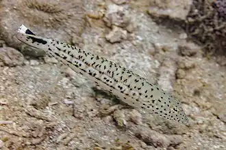 Ejemplar en movimiento.