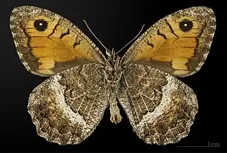 Macho, vista ventral, Museo de Tolosa.