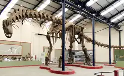 Esqueleto del Argentinosaurus en la sala del Museo Carmen Fumesmirando hacia el público