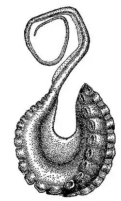 Hectocotilo de un Argonauta bottgeri.