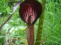 Arisaema speciosum