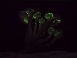 Bioluminescent Armillaria novae-zelandiae