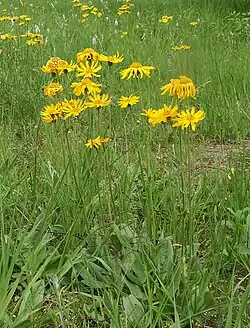 Arnica montana