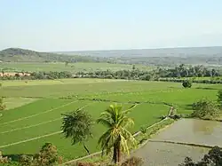 Arrozal en Shumba, Perú