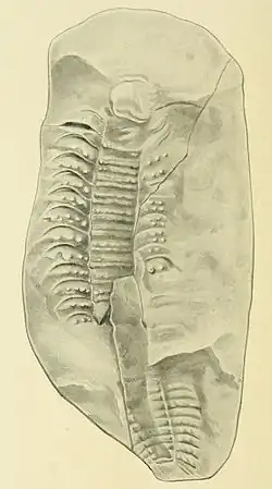 Fósil de un Arthropleura, una escolopendra gigante que vivió en el período Carbonífero.