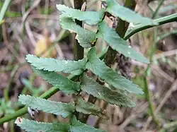 Fronda de Asplenium platyneuron. Nótese las aurículas acroscópicas en la base de las pínnulas.