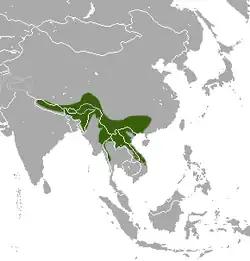 Distribución del macaco de Assam