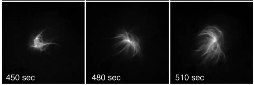 Formación avanzada de Aster en Xenopus