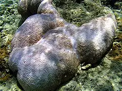 Astreopora myriophthalma