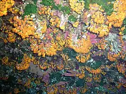 Agregación de colonias en Linosa