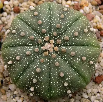 Astrophytum