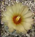 Astrophytum asterias, flor