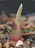 Plántula en germinación