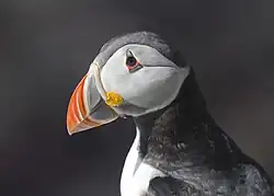 Head of a puffin showing its colourful beak