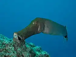 Vista frontal, detalle de boca succionadora.