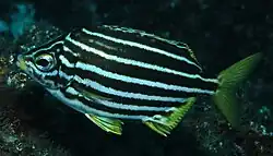 Atypicthys latus