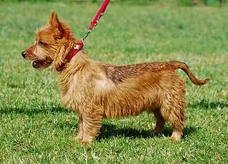 Terriers de pata corta