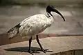 Ibis blanco australiano