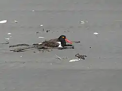 Pilpilén en la arena de la playa Cucao Norte. Isla Grande de Chiloé.