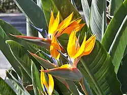 Ave del paraíso (Strelitziaceae)