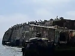 Lobo Marino (debajo) y varias Especies de Aves Guaneras, en Ica Perú