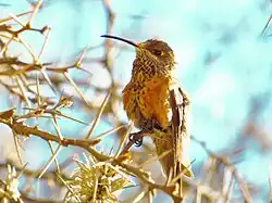 Picaflor andino posado en un arbusto, Bolivia.
