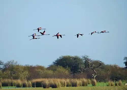 Flamencos en el Espinal Sanjaviernio