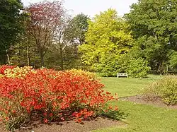 Azaleas en Kew Gardens