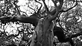 Un árbol endémico del lugar