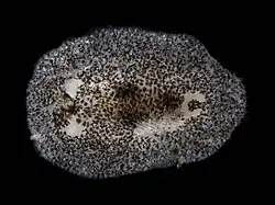 Onchidoris pusilla