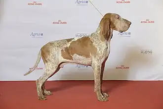 Braco italiano