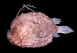 Himantolophus appelii rape o pez espinoso que mide 4 decímetros.