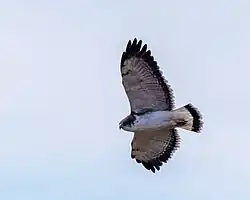 Busardo dorsirrojo en Bolivia.