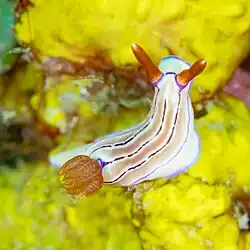 Hypselodoris emma