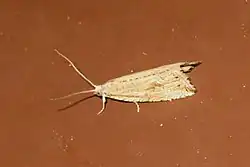 Bactra lacteana