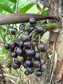 La chontilla (Bactris maraja).