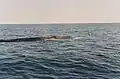 Expedición para avistaje de ballenas organizada por Observation littoral Percé (1995), bahía Gaspé