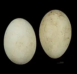 Huevos de Balearica regulorum gibbericeps.