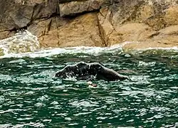Rorcual común (Balaenoptera physalus), Bahía de la Resurrección.