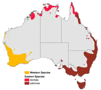 Distribución de Banksia en Australia.